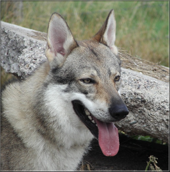 Les Chien-loup tchecoslovaque de l'affixe Des Ruby De Jade