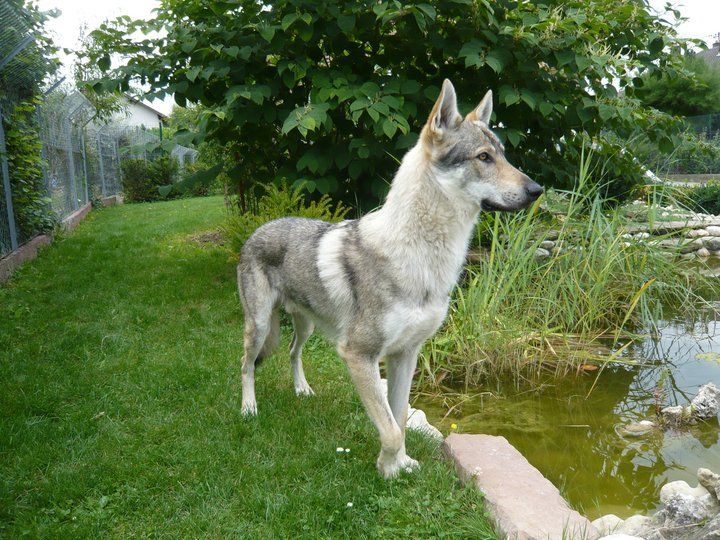 F'apache des gardiens de la cour