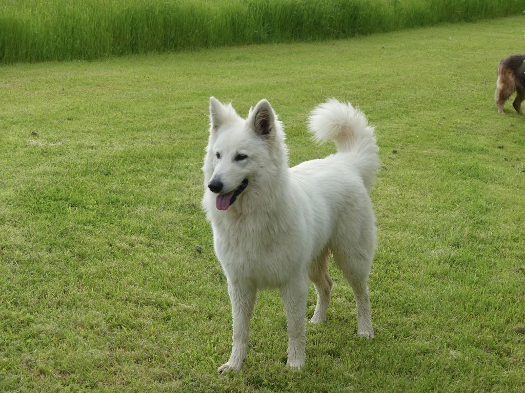 Les Berger Blanc Suisse de l'affixe Des Ruby De Jade