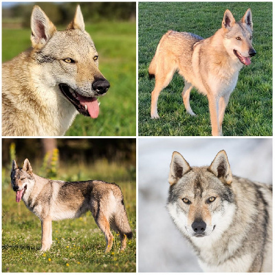 Des Ruby De Jade - Chien-loup tchecoslovaque - Portée née le 13/11/2023