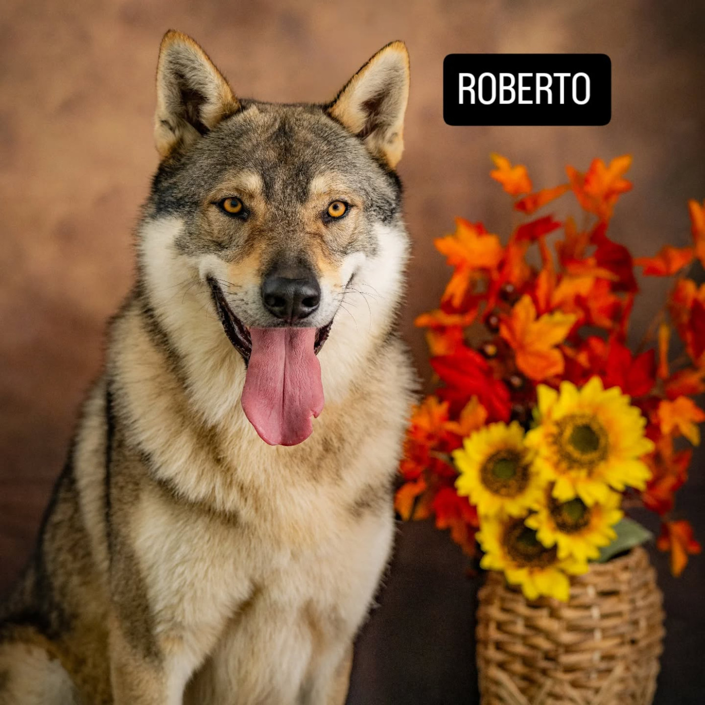 athanor lupus Robert Plant Sing Immigrant Song