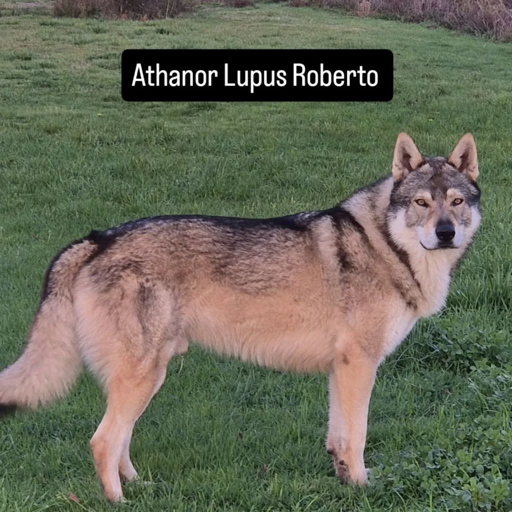 athanor lupus Roberto