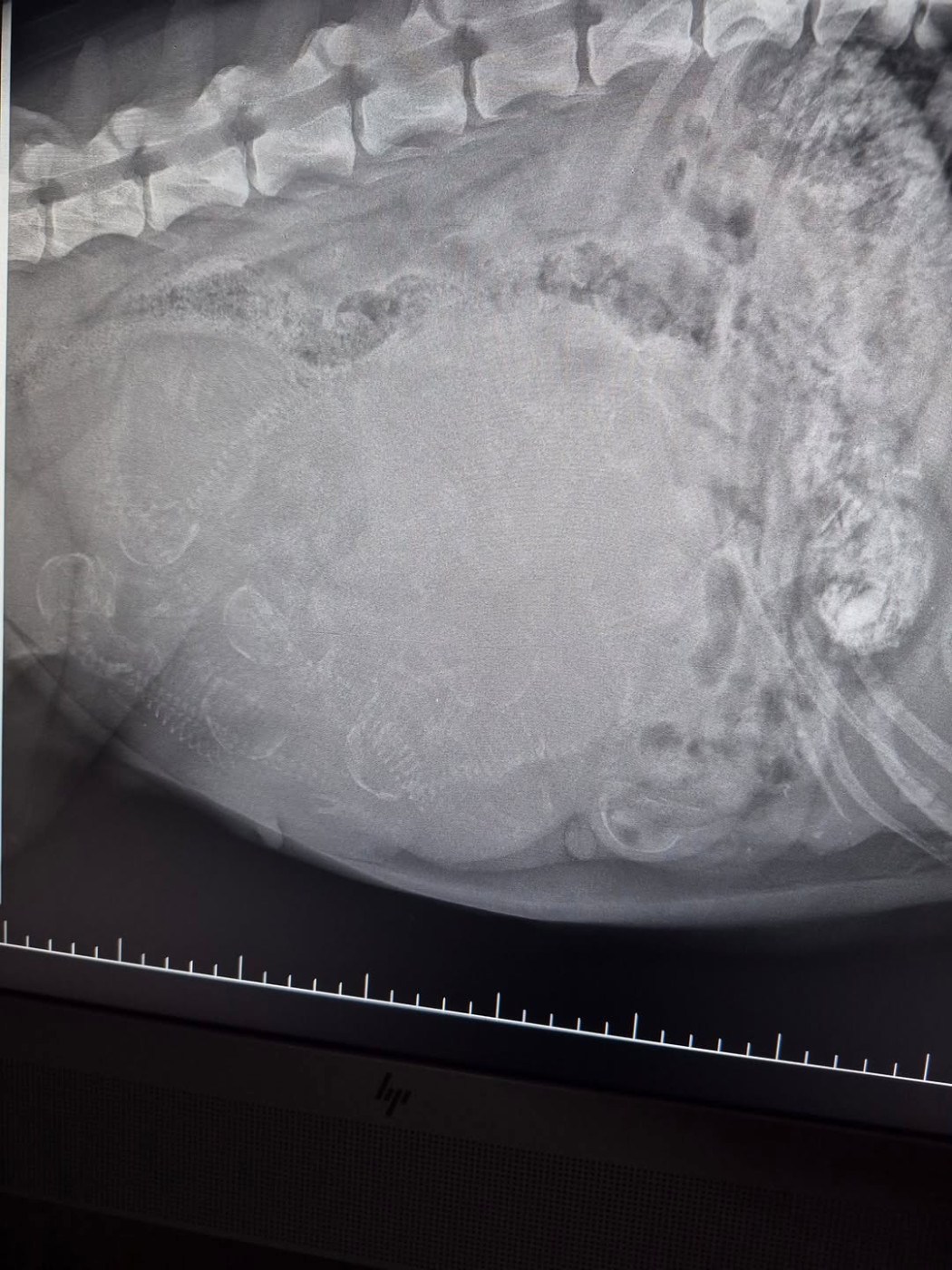 Radiographie de comptage pour Tina : 8 chiots à venir !