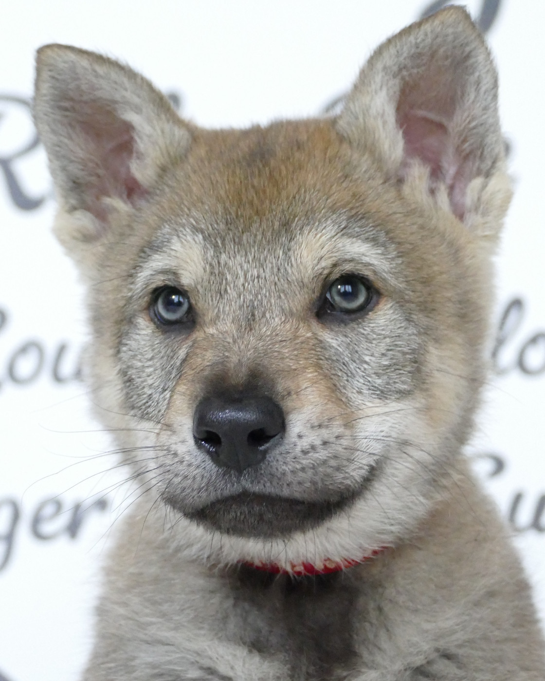 Nouvelle séance photo pour les 6 semaines !