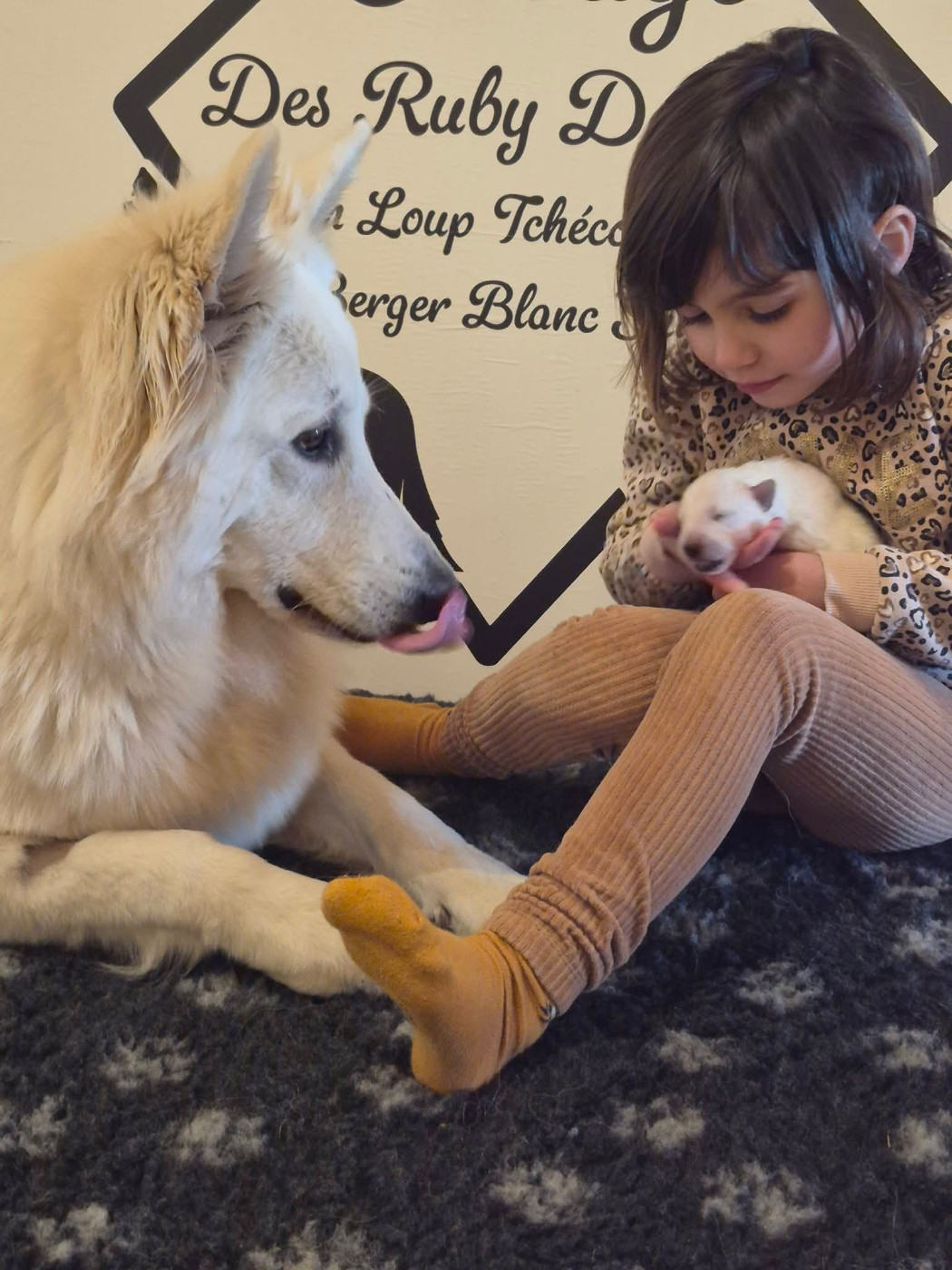 Plus que 2 mâles disponibles à la réservation !