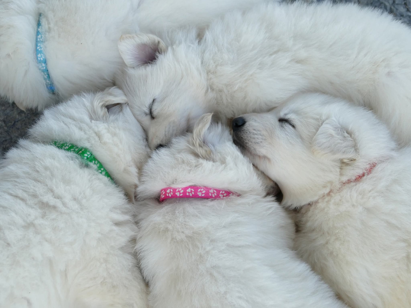 Séance photo des petits Chamallows !