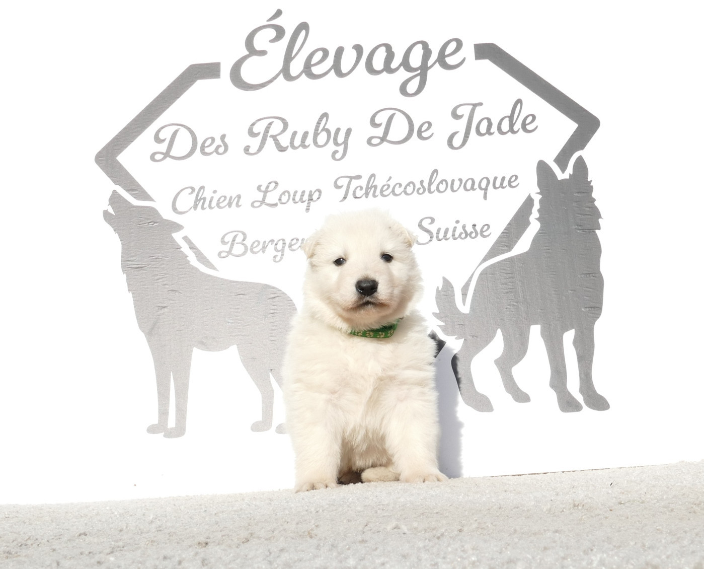 Des Ruby De Jade - Chiots disponibles - Berger Blanc Suisse