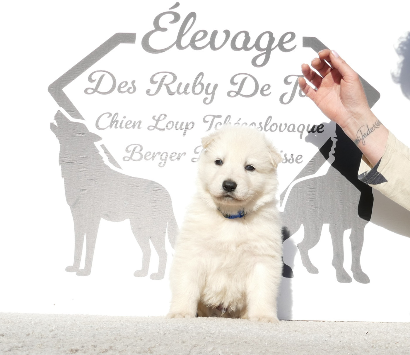 Des Ruby De Jade - Chiots disponibles - Berger Blanc Suisse